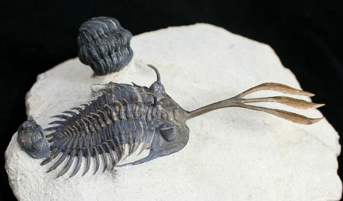 Bizarre Trident Walliserops Trilobite - #9534